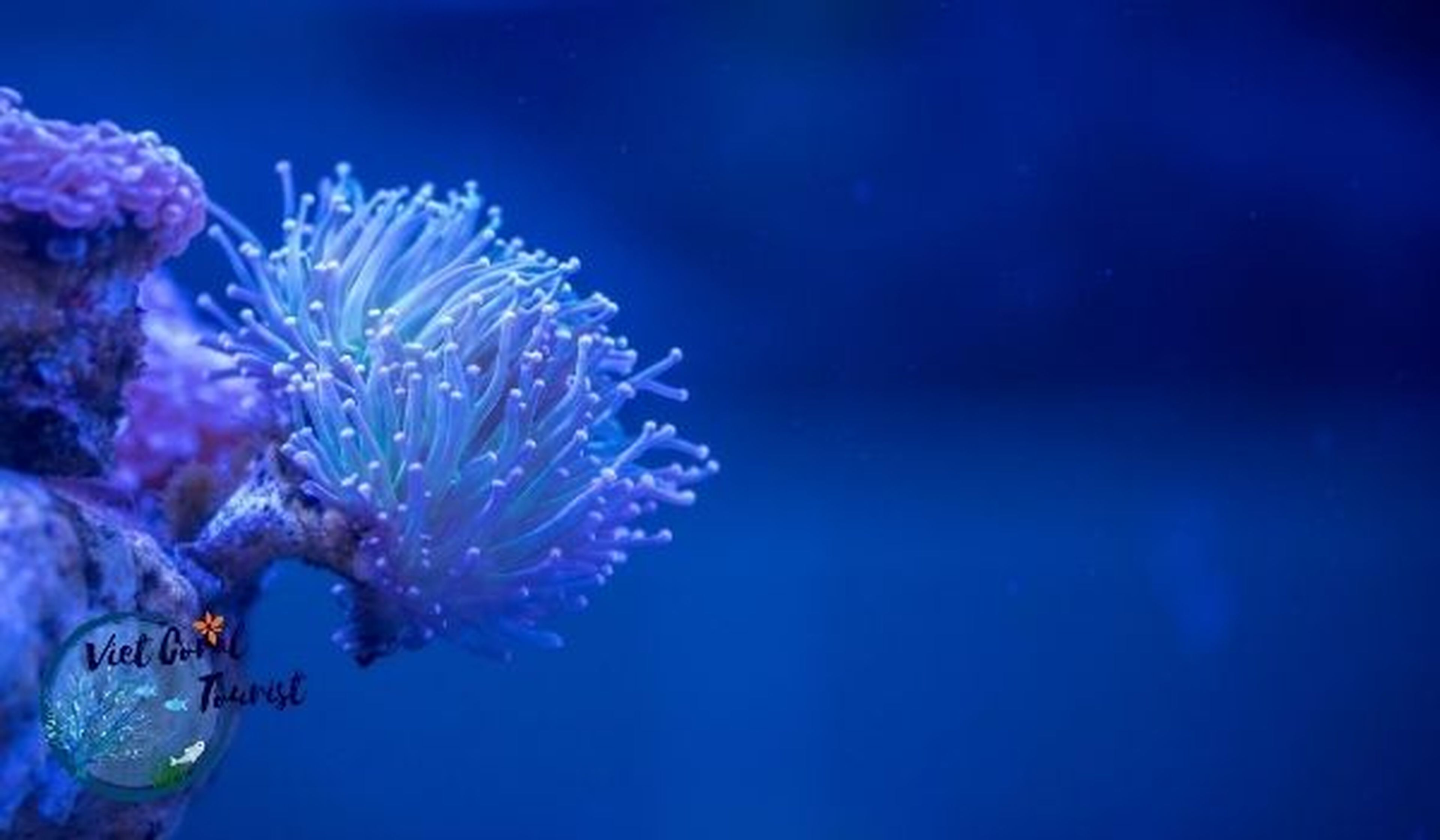 Туристическая компания San Hô Việt (Viet Coral Tourist), ООО - Hình 2